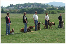 Leosuli